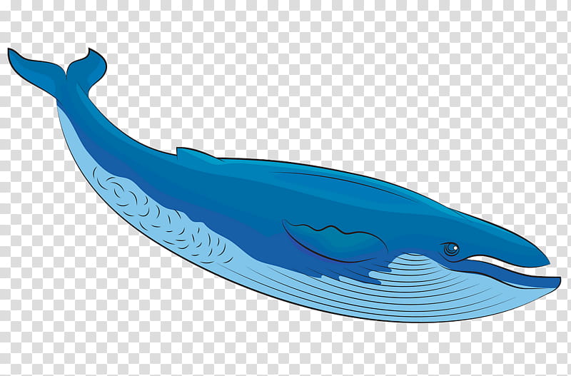 cetacea whale blue whale dolphin animal figure, Bottlenose Dolphin, Sperm Whale, Fin, Humpback Whale transparent background PNG clipart