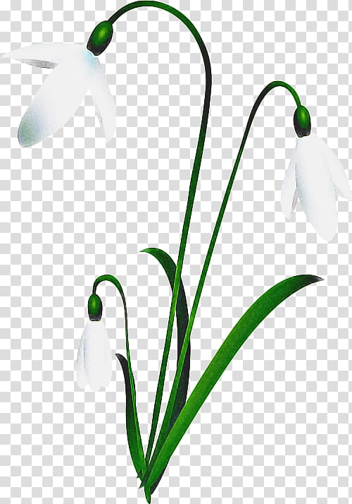 Summer Background Flowers, Snowdrop, Plants, Spring Snowflake, Cut Flowers, Spring
, Plant Stem, Bud transparent background PNG clipart