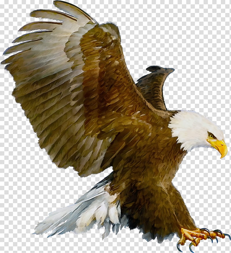 bird bird of prey bald eagle eagle golden eagle, Watercolor, Paint, Wet Ink, Accipitridae, Kite, Beak transparent background PNG clipart