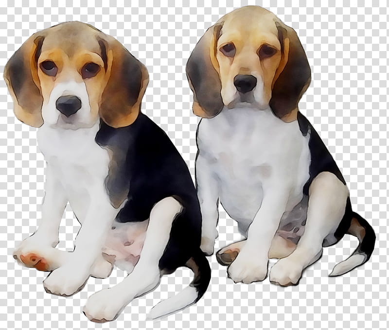 Dog, Beagle, English Foxhound, American Foxhound, Harrier, Hamilton Hound, Finnish Hound, Beagleharrier transparent background PNG clipart