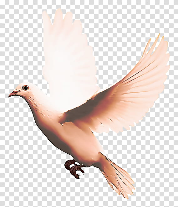 Dove Bird, Pigeons And Doves, Squab, Release Dove, Wing, Beak, Rock Dove, Feather transparent background PNG clipart