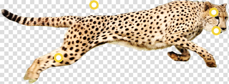 Cats, Cheetah, Leopard, Wildlife, Animal Figure, Body Jewelry, Jaguar, Snout, Ocelot transparent background PNG clipart