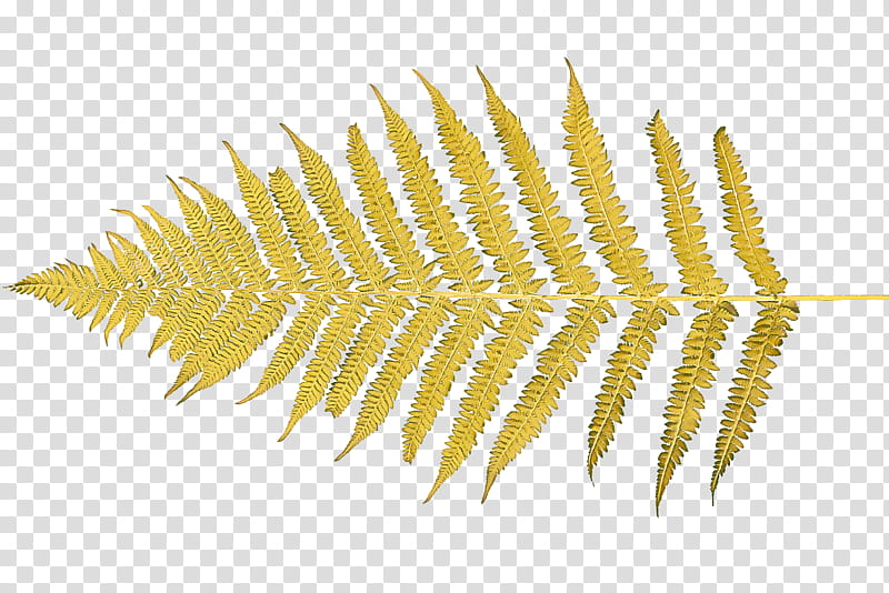 Fern, Yellow, Vascular Plant transparent background PNG clipart