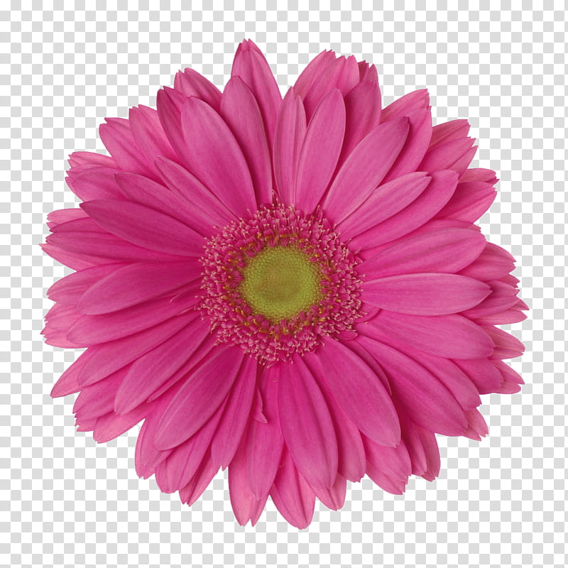 Flowers, Transvaal Daisy, Pink, Common Daisy, Mexican Pink, Blue, Yellow, Red transparent background PNG clipart