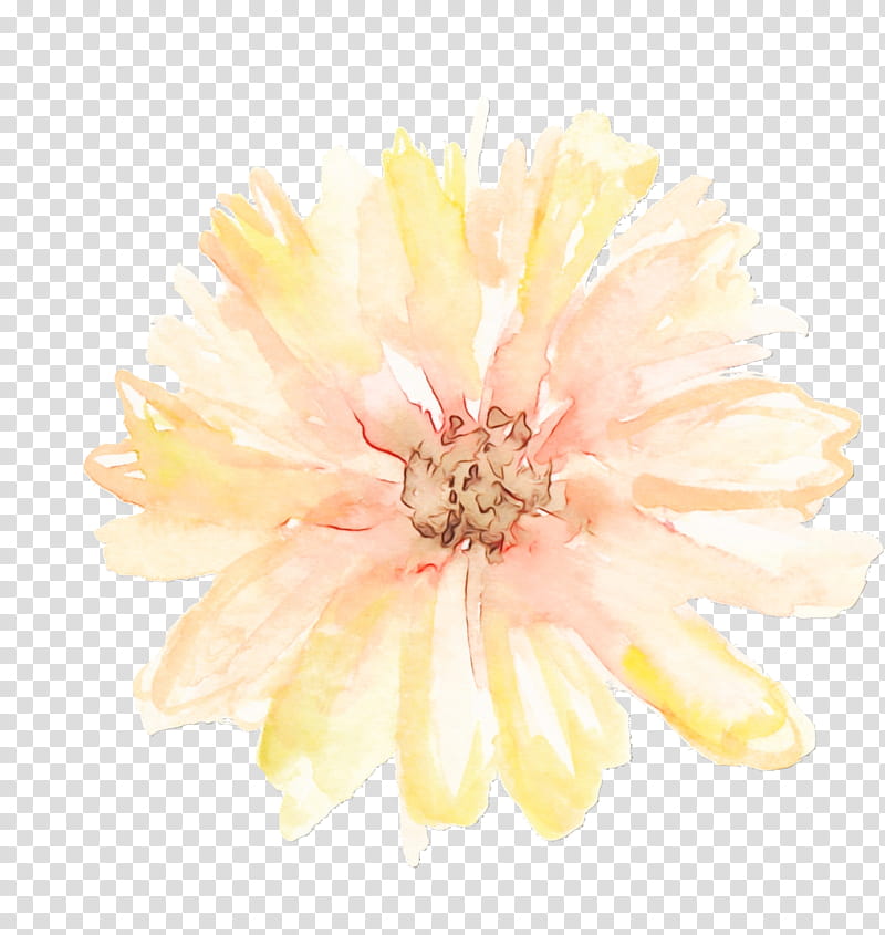 Pink Flower, Watercolor, Paint, Wet Ink, Transvaal Daisy, Chrysanthemum, Yellow, Dahlia transparent background PNG clipart