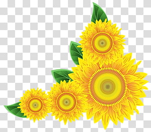 Flowers, Watercolor, Paint, Wet Ink, BORDERS AND FRAMES, Autumn, Sunflower, Transvaal Daisy transparent background PNG clipart thumbnail