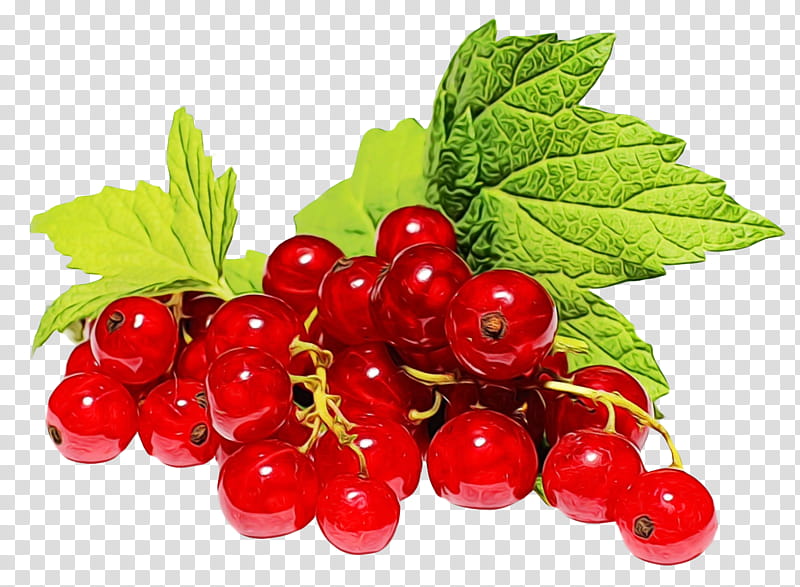 White Flower, Zante Currant, Redcurrant, Blackcurrant, Berries, Food, Fruit, Gooseberry transparent background PNG clipart