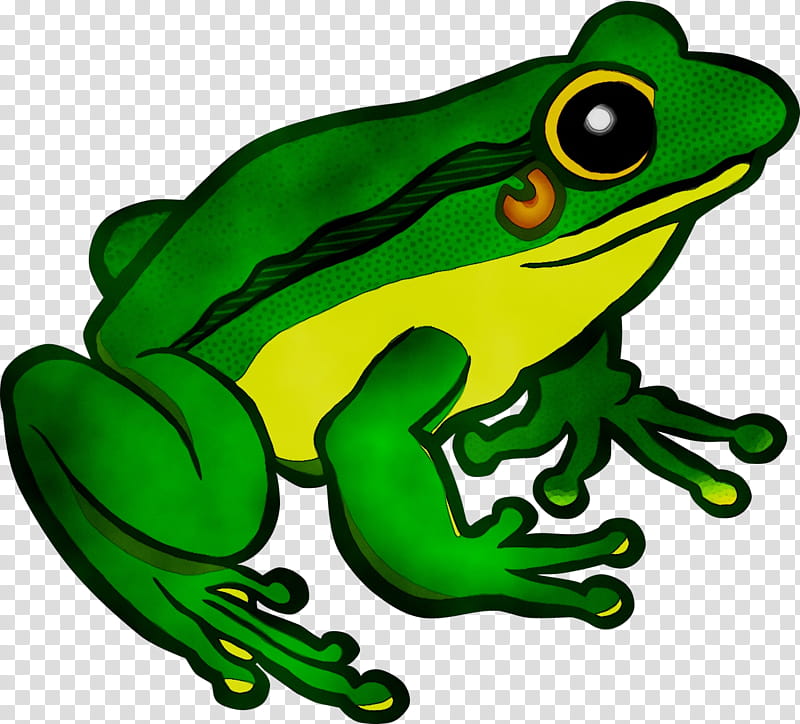 Frog, Flying Frog, Toad, Worksheet, Drawing, Diagram, Cover Art, True Frog transparent background PNG clipart