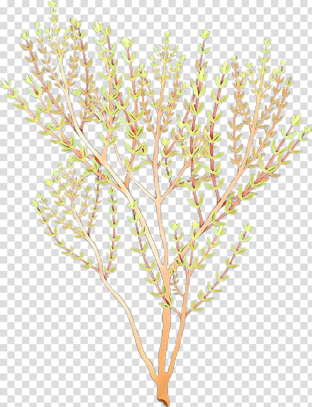 Flower Stem, Garden Thyme, Drawing, Breckland Thyme, Herb, Spice, Food, Thymes transparent background PNG clipart