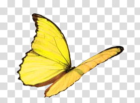 Yellow butterfly transparent background PNG clipart | HiClipart