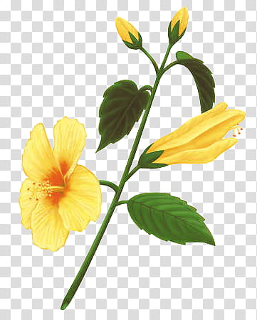 Plants X, yellow Hawaiian hibiscus transparent background PNG clipart