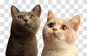 Poesjes 03, two white and gray cats transparent background PNG clipart thumbnail