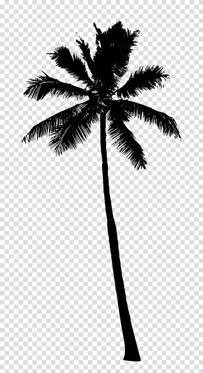 Coconut Tree, Asian Palmyra Palm, 2018, Dubai, In The Truth, Film, Drama, Facebook transparent background PNG clipart