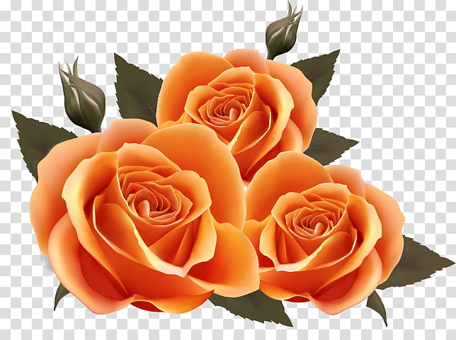 Black Pink Rose, Black Rose, Garden Roses, Flower, Orange, Cut Flowers, Rose Family, Plant transparent background PNG clipart
