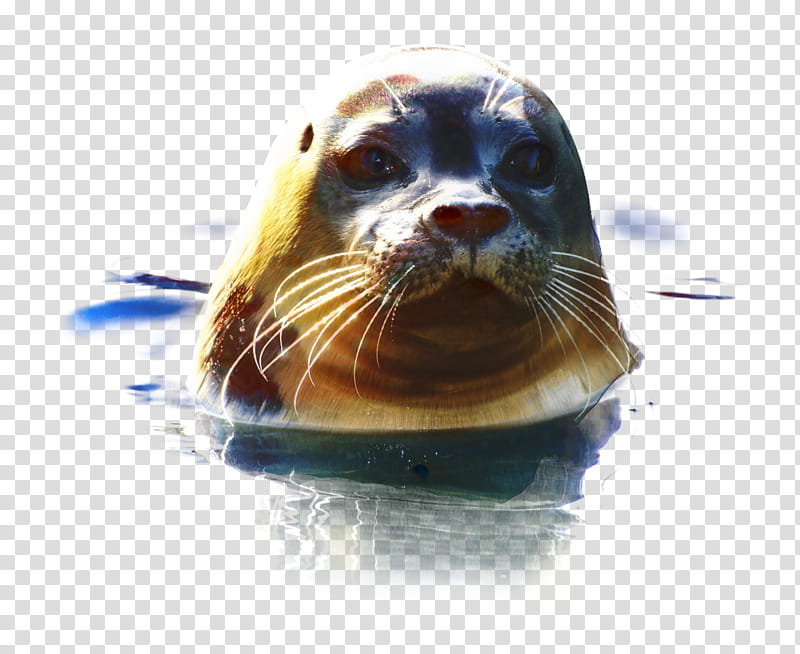 Otter, Earless Seal, Walrus, Lion, Sea Lion, Animal, Video, Pinniped transparent background PNG clipart