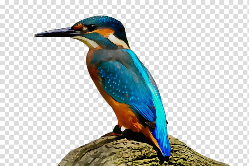 bird beak coraciiformes wildlife, Watercolor, Paint, Wet Ink transparent background PNG clipart