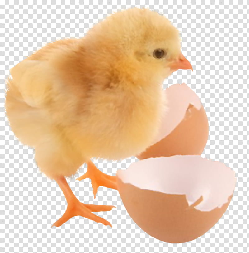 easter theme chickens, yellow chick transparent background PNG clipart