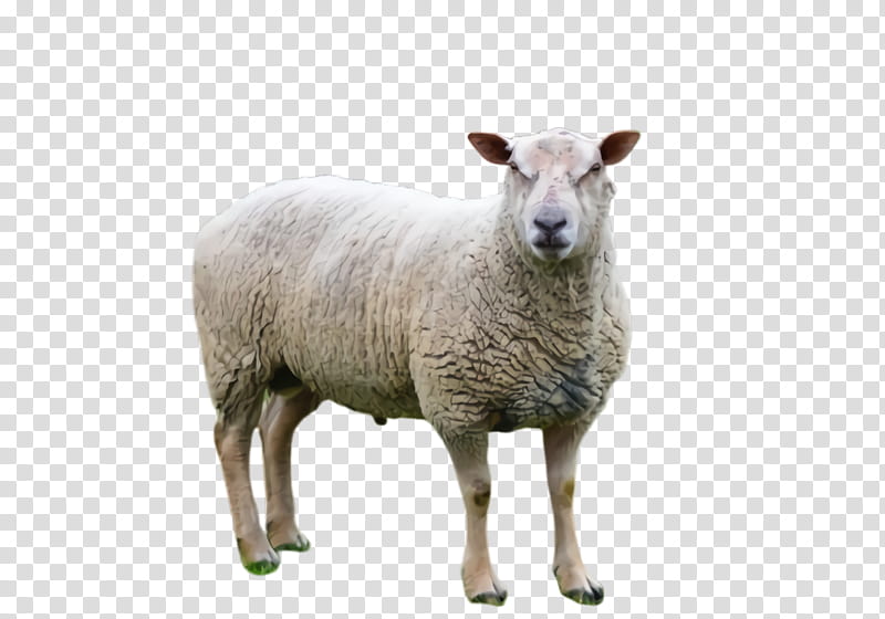 Eid Al Adha Adha, Sheep, Lamb, Dhu AlHijjah, Eid Ul Adha, Snout, Meter, Animal transparent background PNG clipart