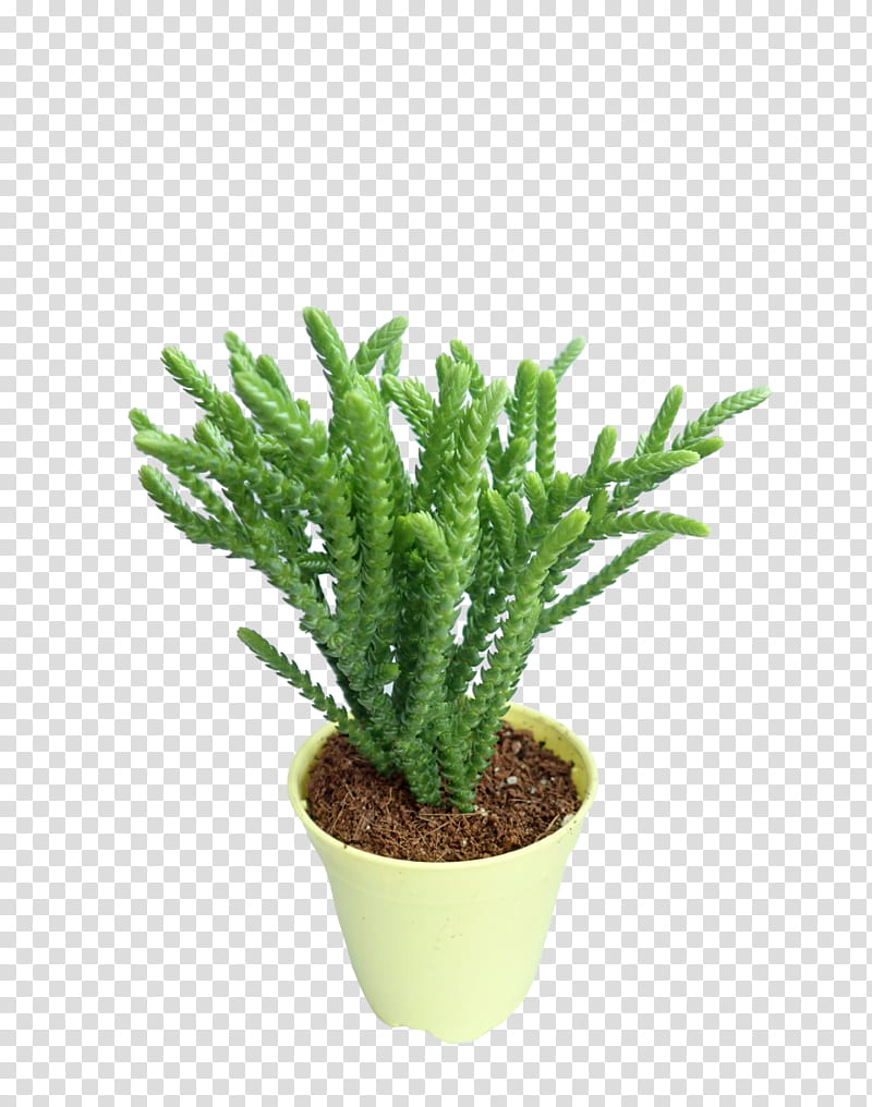 Green Grass, Cactus, Potting Soil, Flowerpot, Succulent Plant, Garden Centre, Houseplant, Fertilisers transparent background PNG clipart