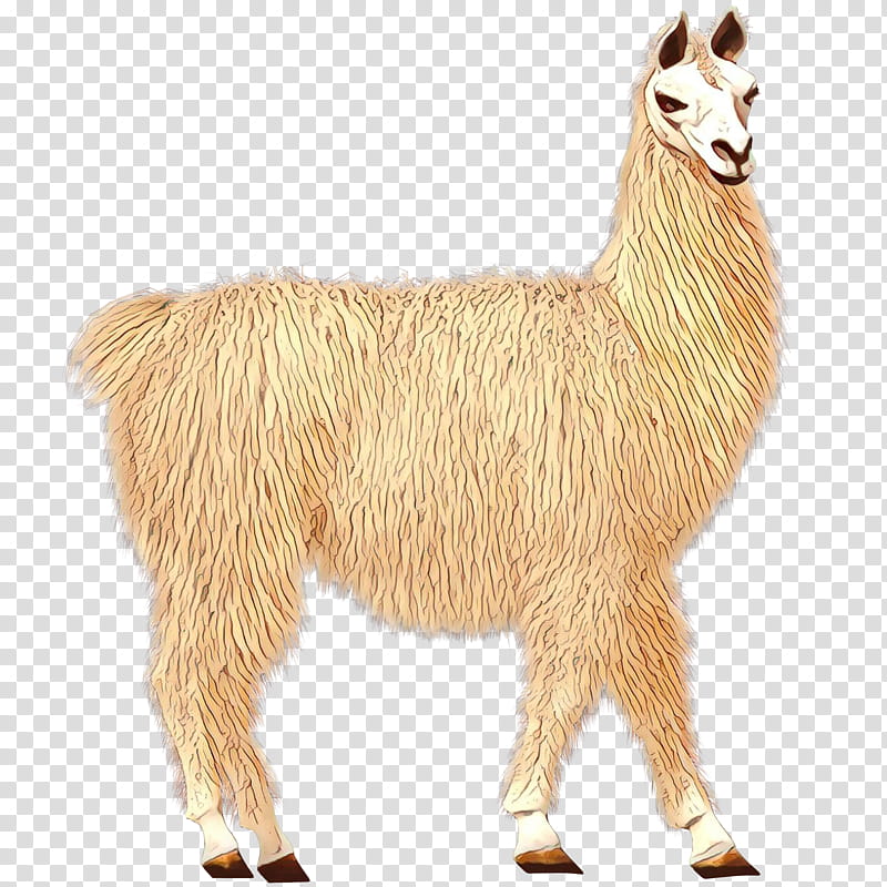 Llama, Alpaca, Goat, Animal, Live, Animal Figure, Camelid, Guanaco transparent background PNG clipart