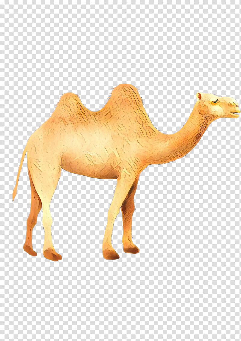 Animal, Dromedary, Wildlife, Snout, Camel, Camelid, Arabian Camel, Animal Figure transparent background PNG clipart