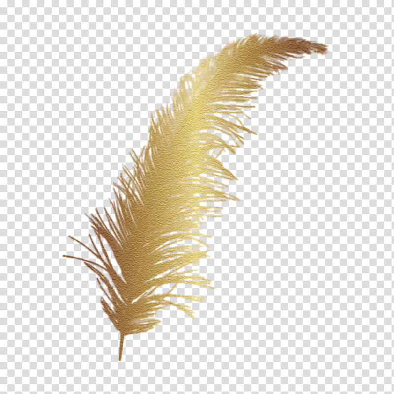Writing, Feather, Quill, FEATHER BOA, Anker Assorted Craft Feathers 20g Approx, Digital Art, Dreamcatcher, Painting transparent background PNG clipart