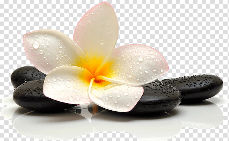 frangipani petal pebble flower plant, Spa, Candle, Zen transparent background PNG clipart