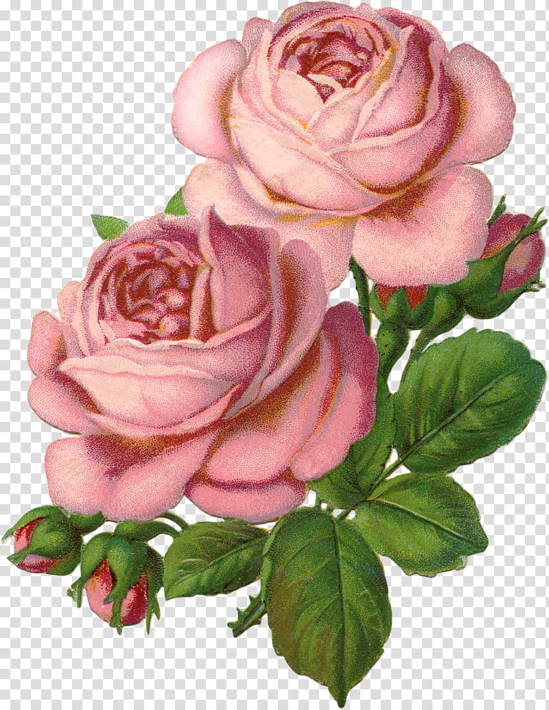 Vintage Flowers, pink roses illustration transparent background PNG clipart