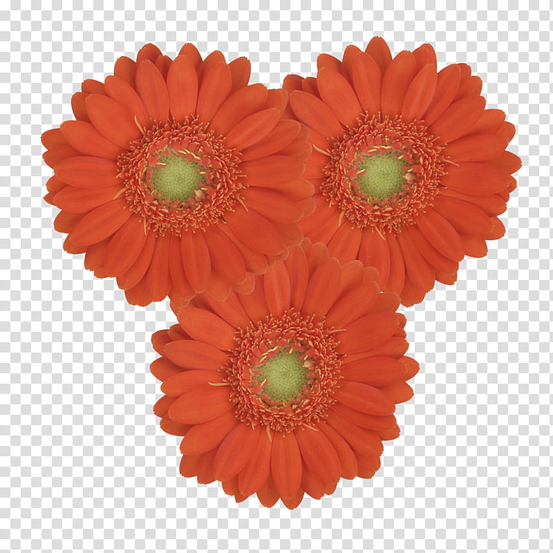 Flowers, Transvaal Daisy, Floristry, Cut Flowers, Vase Life, Chrysanthemum, Petal, Green transparent background PNG clipart