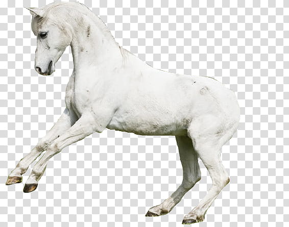 caballos Caballo Blanco transparent background PNG clipart