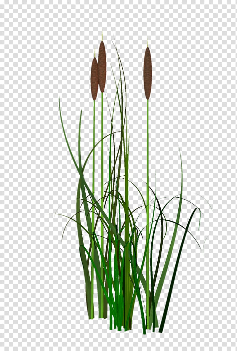 D Reeds, green leafed plant transparent background PNG clipart