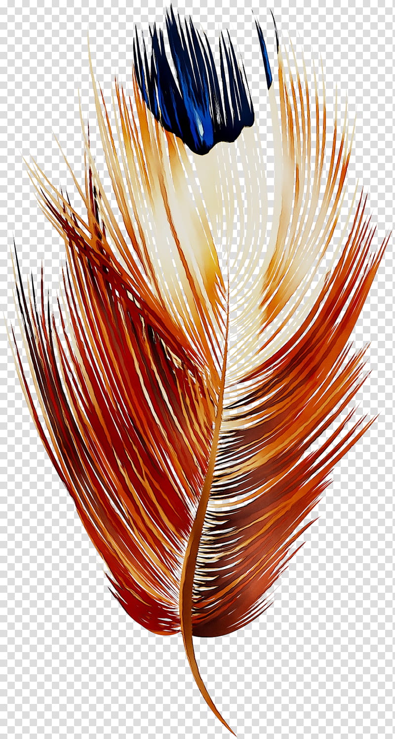 Hair, Feather, Orange Sa, Hair Coloring, Natural Material transparent background PNG clipart