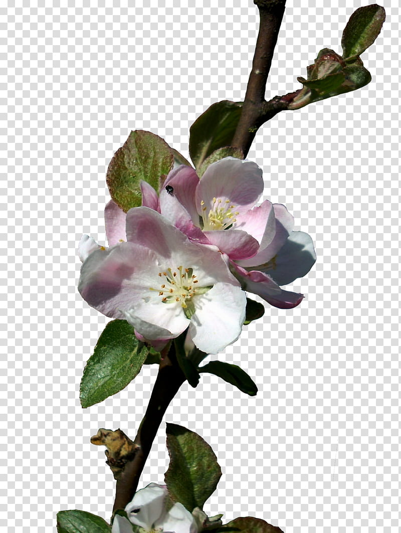 Apple Blossoms  Isolated, white-and-pink roses with green leaves transparent background PNG clipart