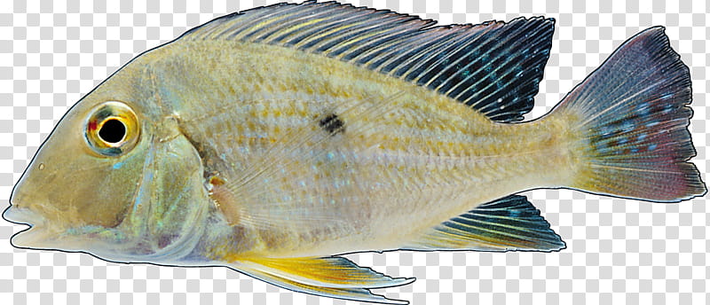 Water, Tilapia, Freshwater Fish, Common Carp, Fresh Water, Perch, Mozambique Tilapia, Common Snappers transparent background PNG clipart