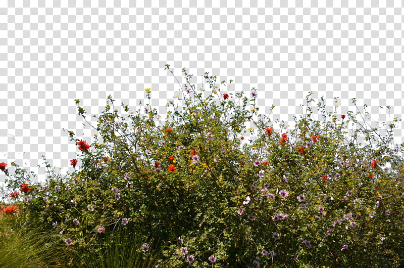 Wild Flower Ground Cover , red-and-purple-petaled flower transparent background PNG clipart