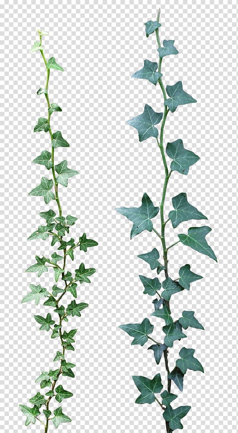 Ivy , green ferns transparent background PNG clipart