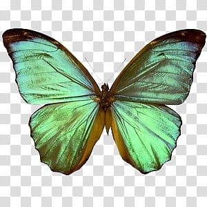 , green butterfly transparent background PNG clipart