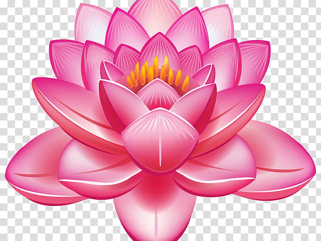 Lotus, Lotus Family, Sacred Lotus, Petal, Aquatic Plant, Pink, Flower, Water Lily transparent background PNG clipart