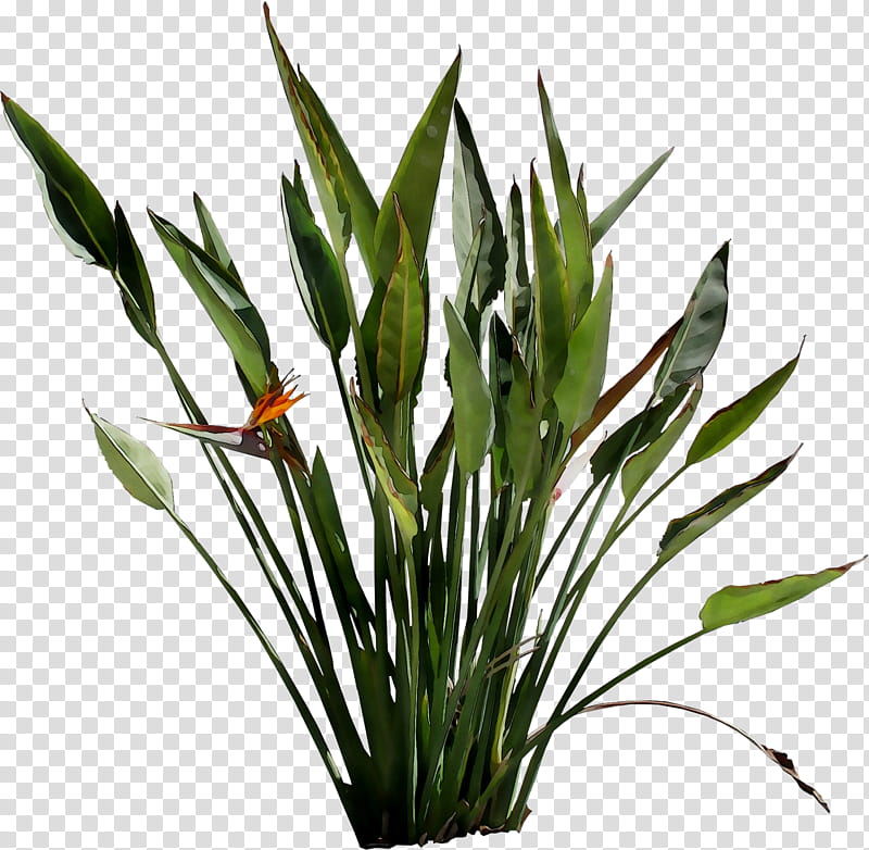 Bird Of Paradise, Leaf, Plant Stem, Flower, Grasses, Plants, Houseplant, Flowerpot transparent background PNG clipart