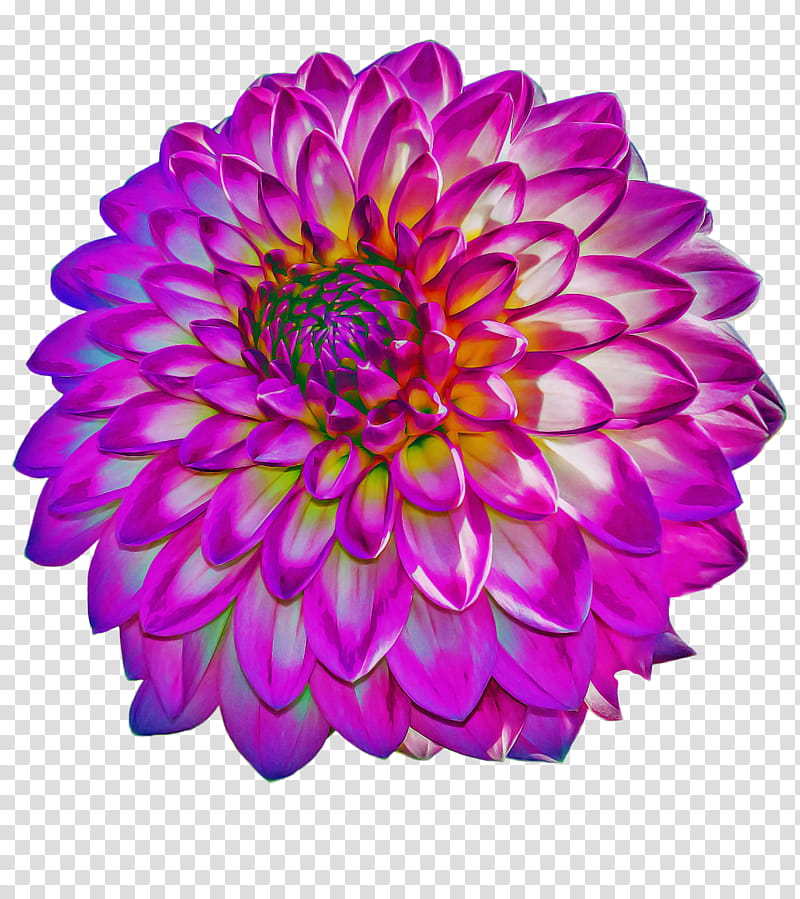 Flowers, Dahlia, Chrysanthemum, Cut Flowers, Aster, Purple, Petal, Violet transparent background PNG clipart