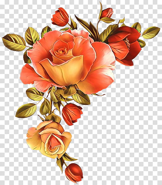 Garden roses, Flower, Cut Flowers, Orange, Petal, Plant, Rose Family, Bouquet transparent background PNG clipart