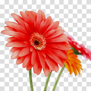 Flowers, Transvaal Daisy, Cut Flowers, Annual Plant, Plants, Barberton Daisy, Gerbera, Petal transparent background PNG clipart thumbnail