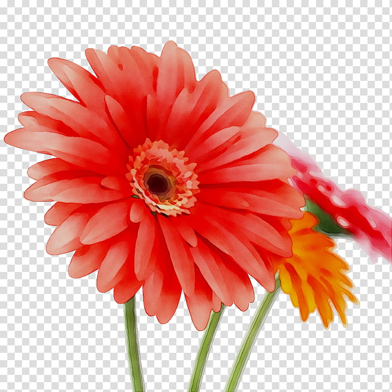 Flowers, Transvaal Daisy, Cut Flowers, Annual Plant, Plants, Barberton Daisy, Gerbera, Petal transparent background PNG clipart Flowers, Transvaal Daisy, Cut Flowers, Annual Plant, Plants, Barberton Daisy, Gerbera, Petal transparent background PNG clipart