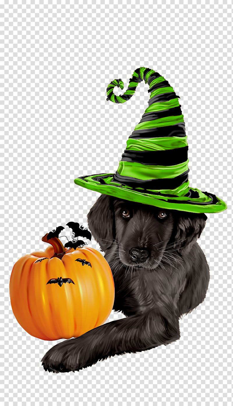 Halloween Witch Hat, Cat, Pet, Veterinarian, Yorkshire Terrier, Puppy, Kitten, Halloween transparent background PNG clipart