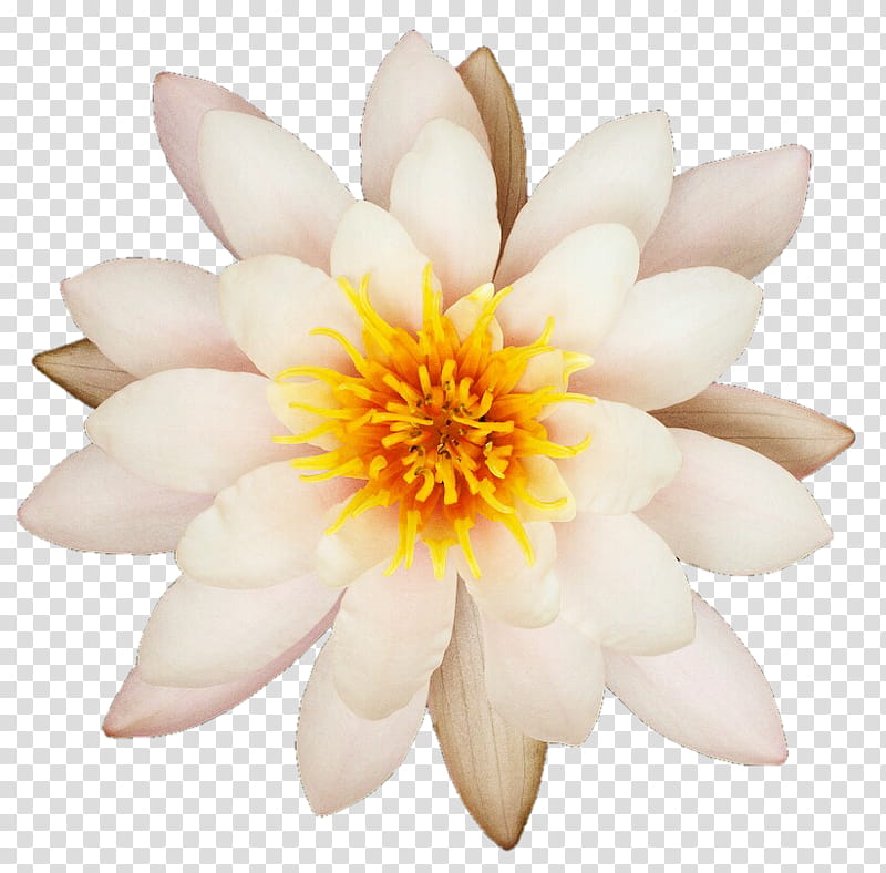 Quit White Water Lily transparent background PNG clipart