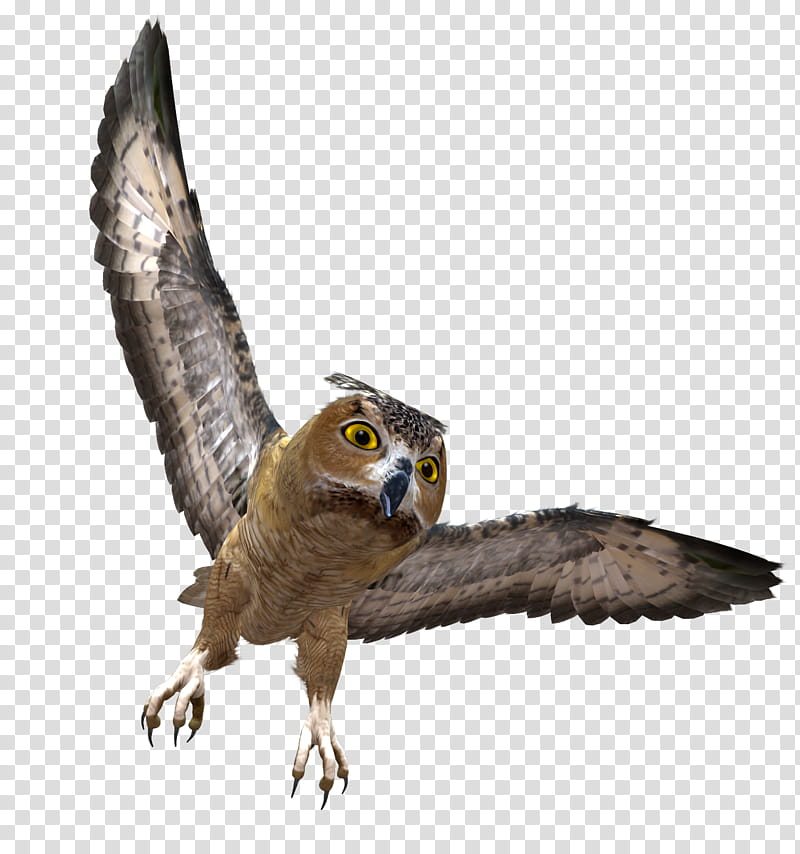E S Owl, grey and brown owl flying illustration transparent background PNG clipart
