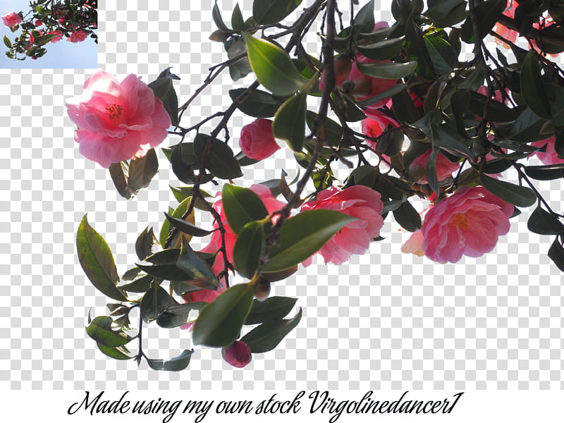 Camellia , pink rose flower transparent background PNG clipart