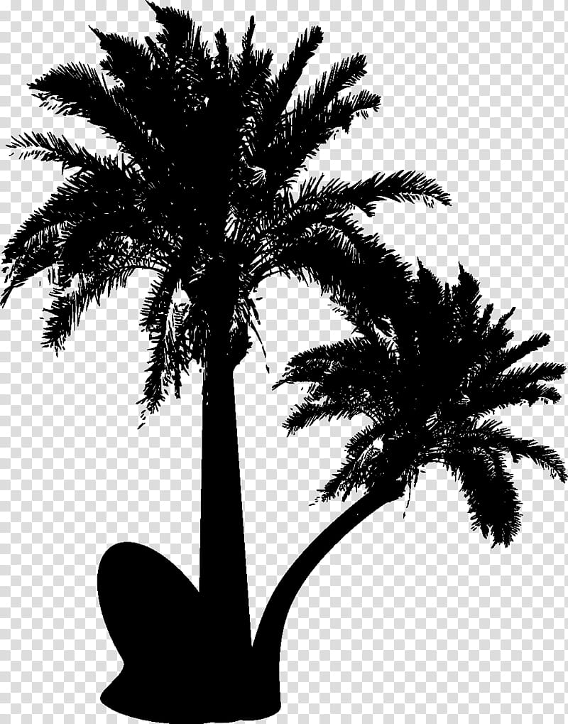 Coconut Tree Drawing, Palm Trees, Silhouette, Trachycarpus Fortunei, Rhapis Excelsa, Date Palm, Arecales, Plant transparent background PNG clipart