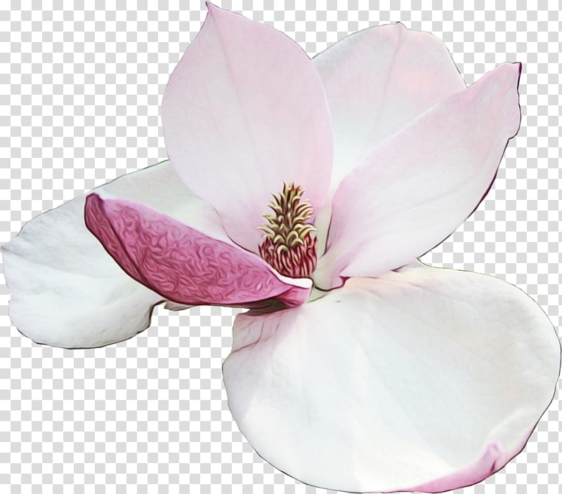 petal pink flower magnolia plant, Watercolor, Paint, Wet Ink, Magnolia Family, Flowering Plant, Blossom, Southern Magnolia transparent background PNG clipart