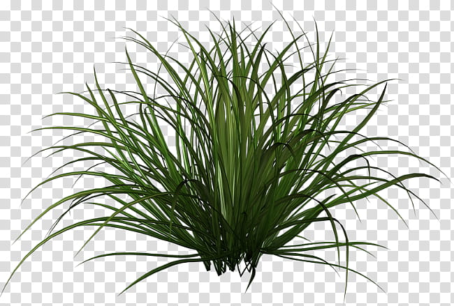 Family Tree, Ornamental Grass, Purple Fountain Grass, Ornamental Plant, Chinese Fountain Grass, Leaf, Hakonechloa, Japanese Forest Grass transparent background PNG clipart